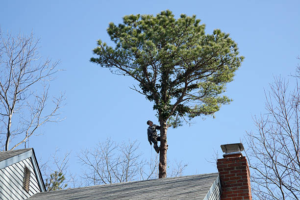 How Our Tree Care Process Works  in  Exeter, PA